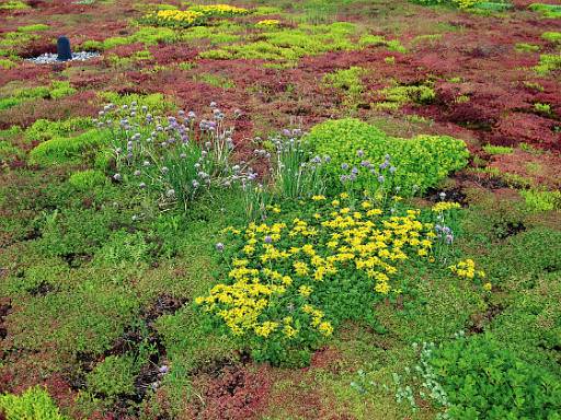 Extensive Dachbegrünung mit Kräutern und Sedum © Paul Bauder GmbH & Co KG