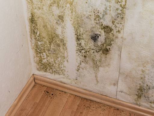 Schimmel an Innenwand mit Tapete © HandmadePictures / Fotolia.com Schimmel an Innenwand mit Tapete © HandmadePictures / Fotolia.com