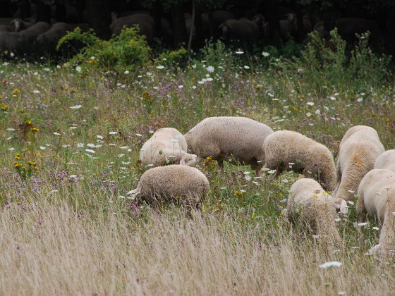 Schafe auf einer Wiese © Deutsche Bundesstiftung Umwelt (DBU)